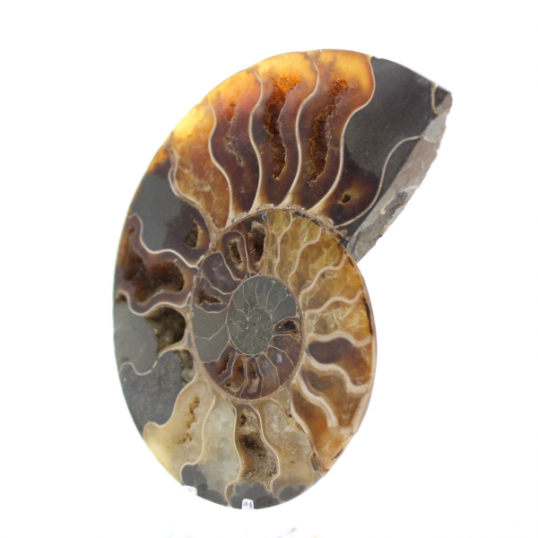 Ammonite de Madagascar