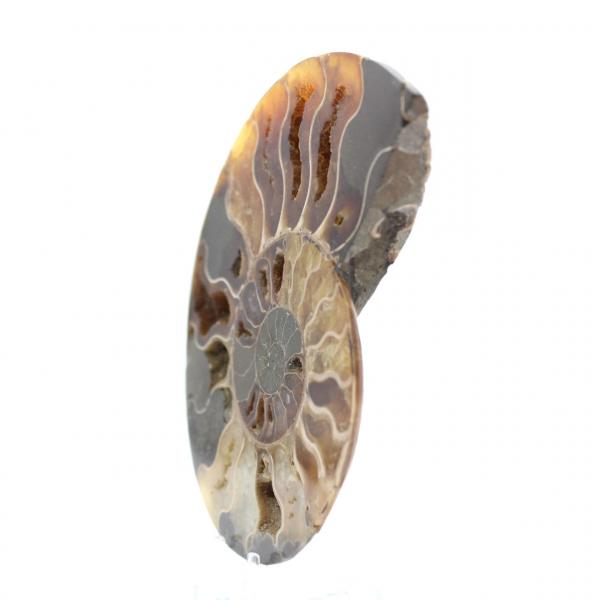 Ammonite de Madagascar