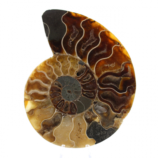 Ammonite fossile polie de Madagascar