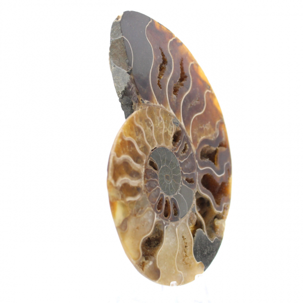 Ammonite fossile polie de Madagascar