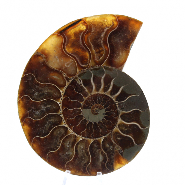 Fossile d'ammonite une pièce