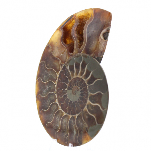 Fossile d'ammonite une pièce