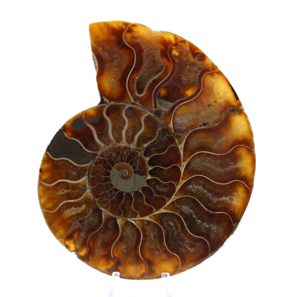 Ammonite fossile de Madagascar