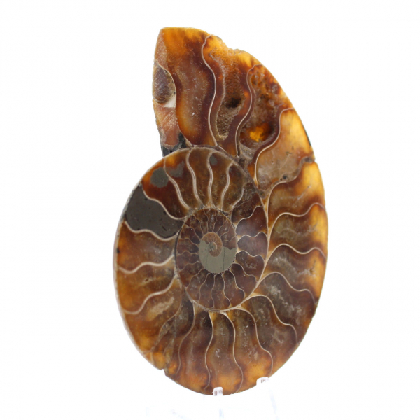 Ammonite fossile de Madagascar