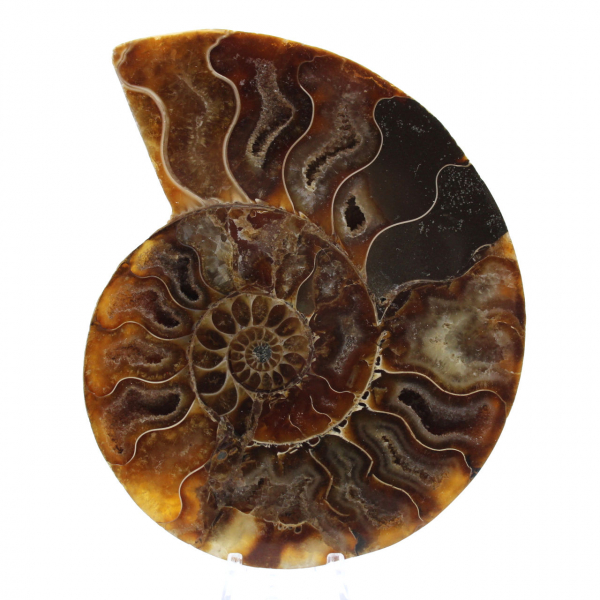 Ammonite polie de Madagascar