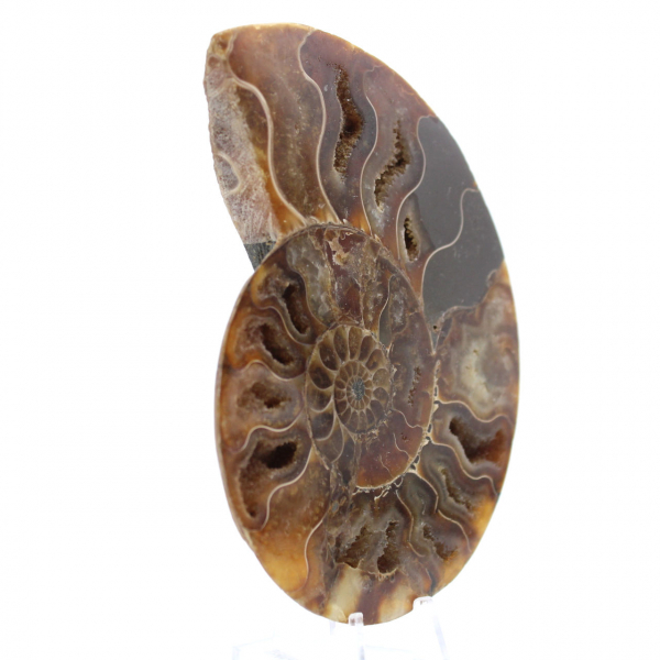 Ammonite polie de Madagascar