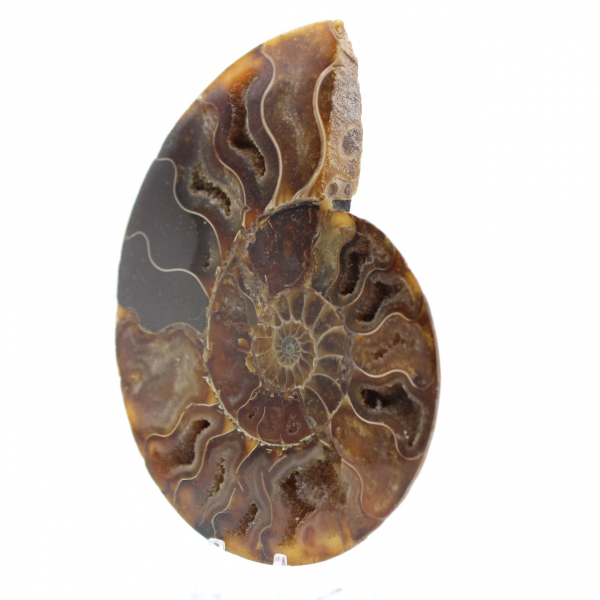 Ammonite polie