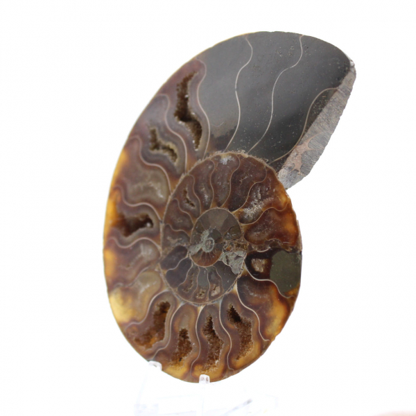 Fossile d'ammonite poli