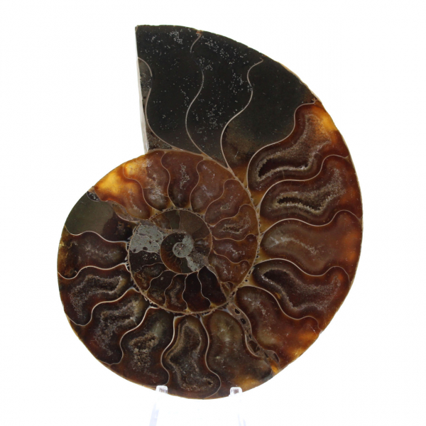 Ammonite