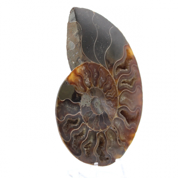 Ammonite naturelle fossile