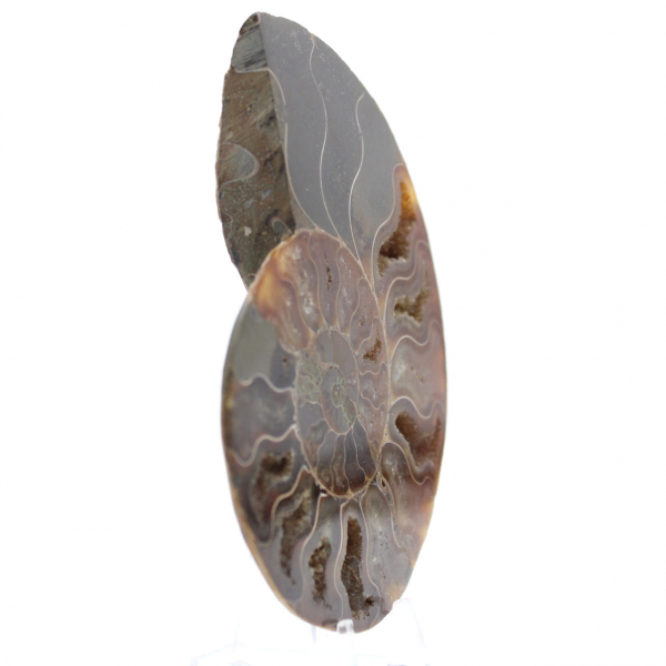 Ammonite naturelle fossile