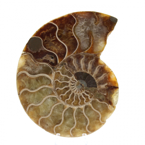 Ammonite