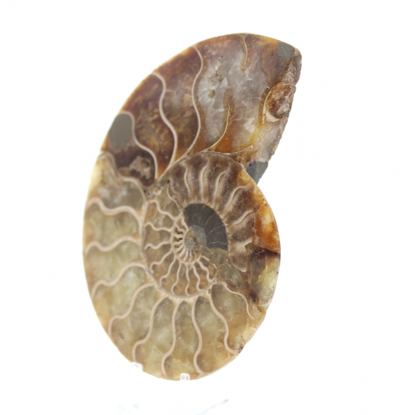 Ammonite fossilisée