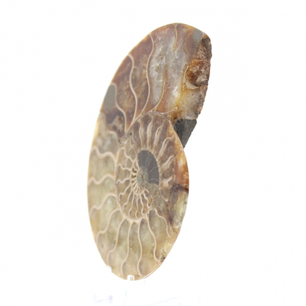 Ammonite fossilisée