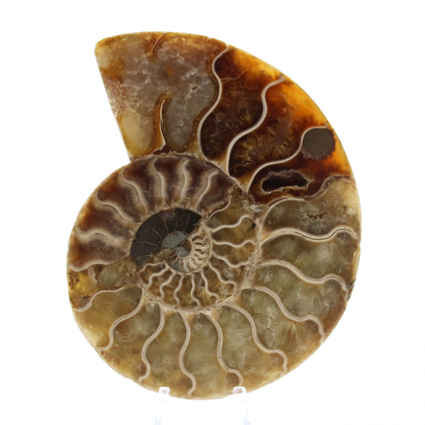 Ammonite une pièce