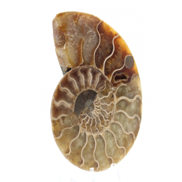 Ammonite une pièce