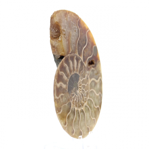 Ammonite une pièce