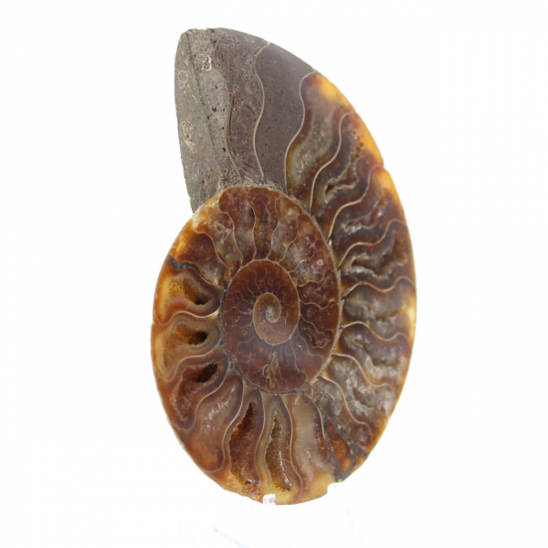 Ammonite fossilisée polie