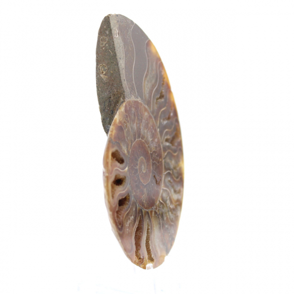 Ammonite fossilisée polie