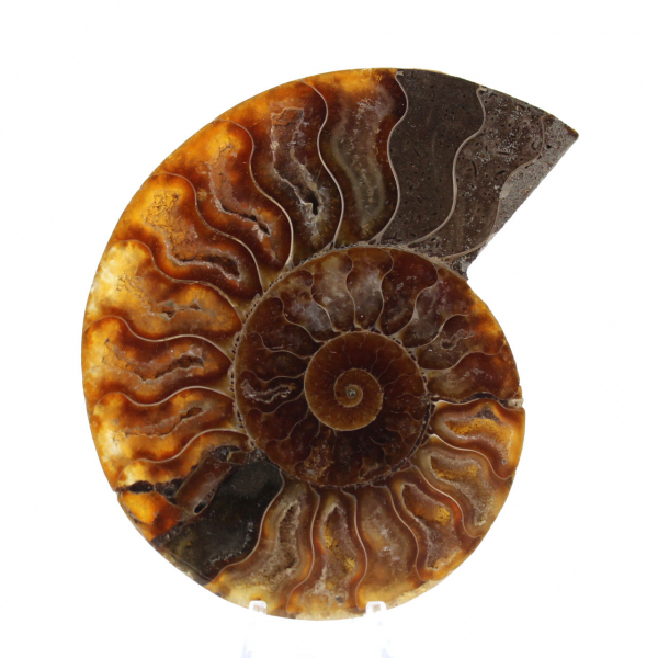 Ammonite sciée polie