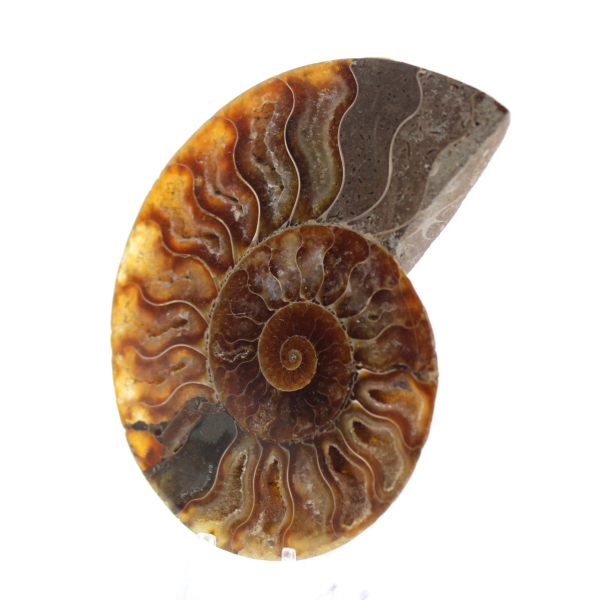 Ammonite sciée polie