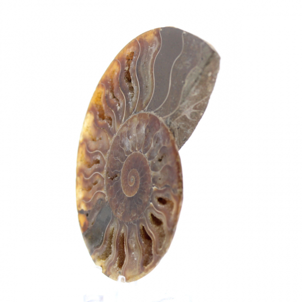 Ammonite sciée polie