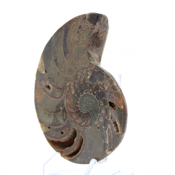 Ammonite de Madagascar