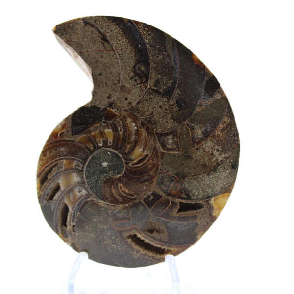 Ammonite naturelle polie fossile