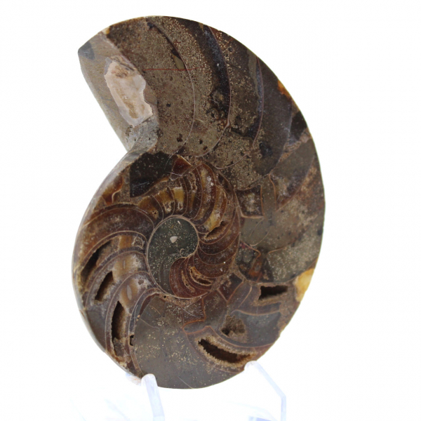 Ammonite naturelle polie fossile