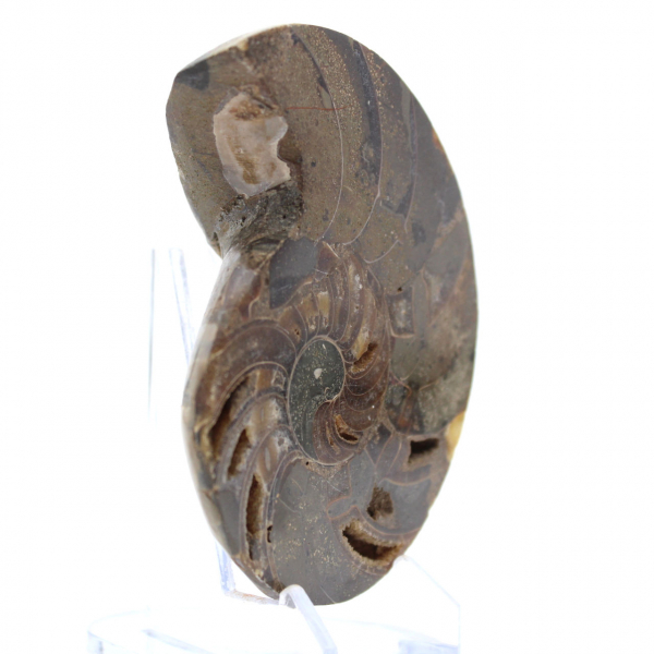 Ammonite naturelle polie fossile