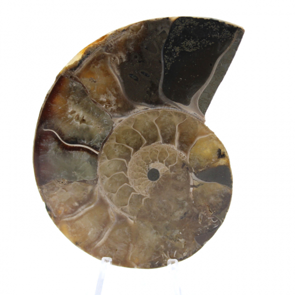 Ammonite polie naturelle de Madagascar