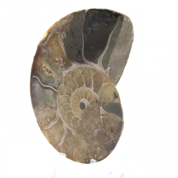 Ammonite polie naturelle de Madagascar