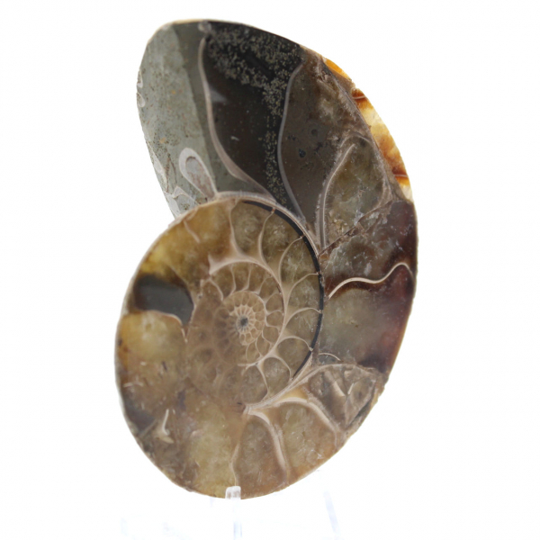 Ammonite