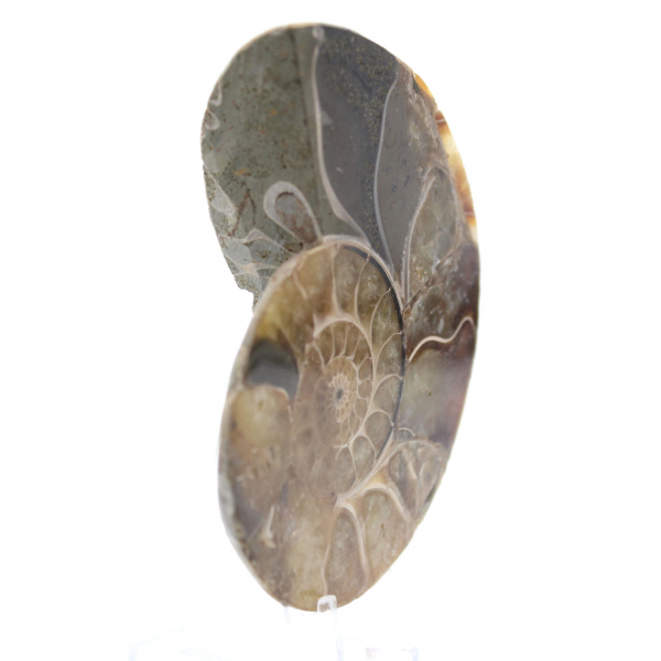 Ammonite