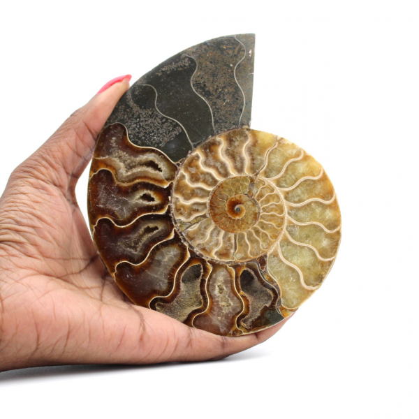 Ammonite fossilisée