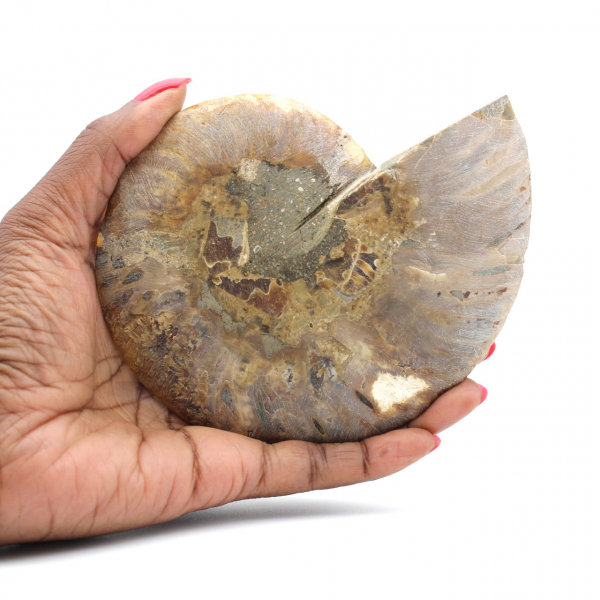 Ammonite fossilisée