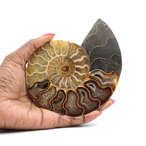 Ammonite une pièce