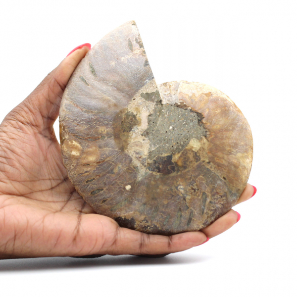 Ammonite une pièce