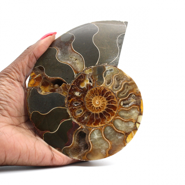 Ammonite naturelle polie fossile