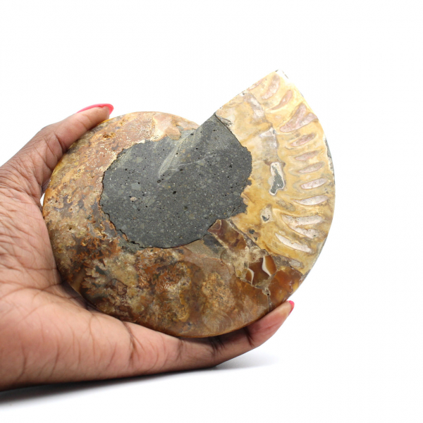 Ammonite naturelle polie fossile