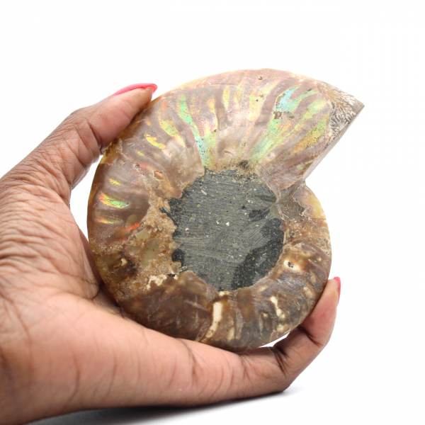 Ammonite polie naturelle de Madagascar