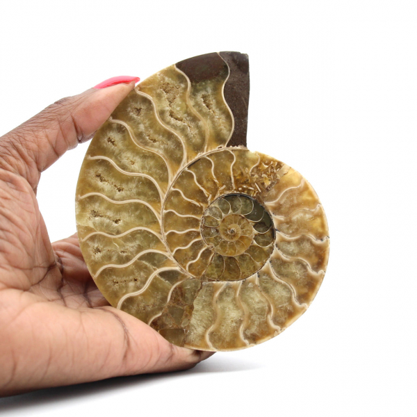 Ammonite