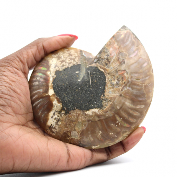 Ammonite