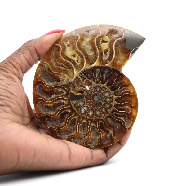 Ammonite fossilisée