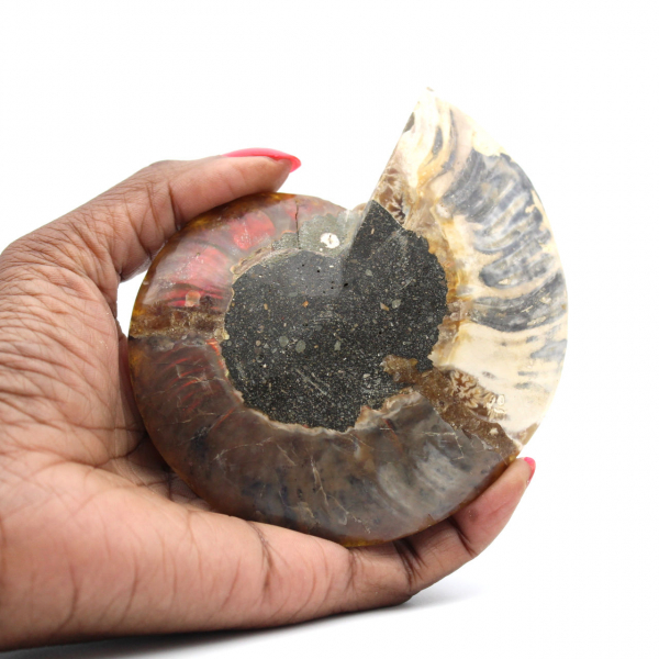 Ammonite fossilisée