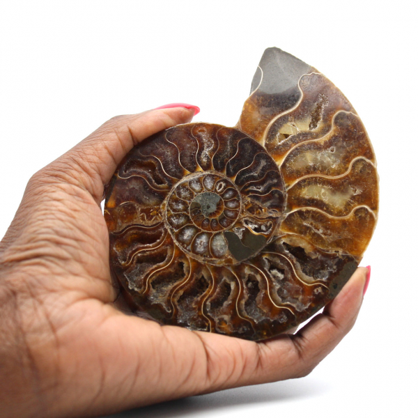 Ammonite une pièce