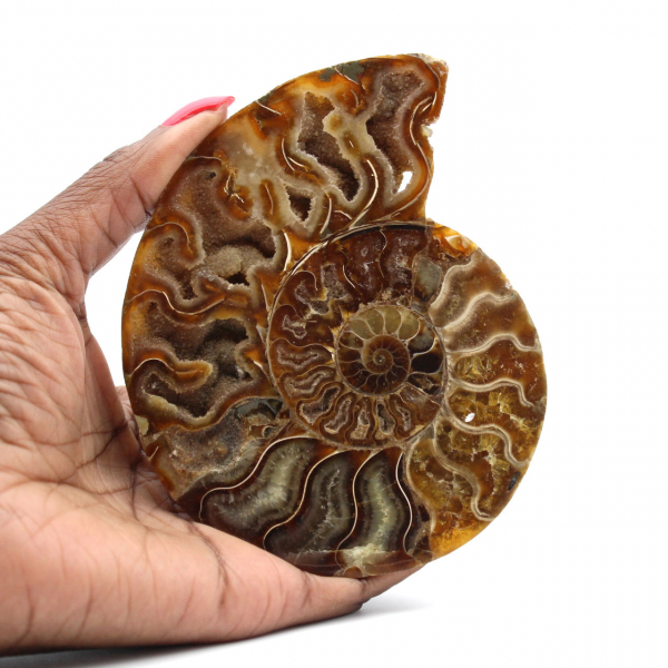 Ammonite fossilisée polie