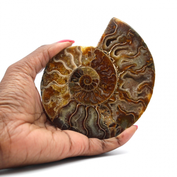 Ammonite sciée polie