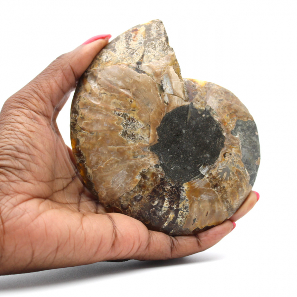 Ammonite sciée polie