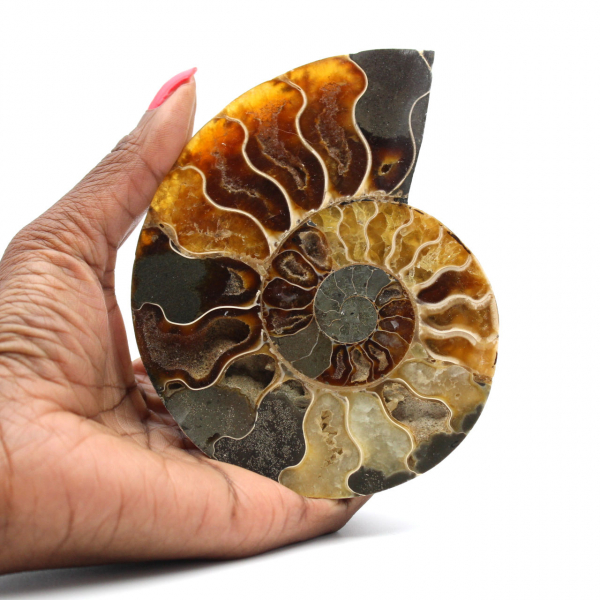 Ammonite de Madagascar